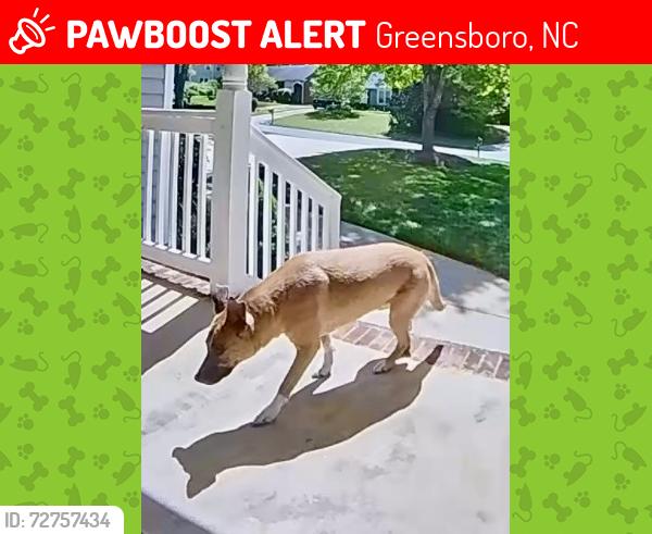 Lost Unknown Dog last seen Gretchen , Greensboro, NC 27410