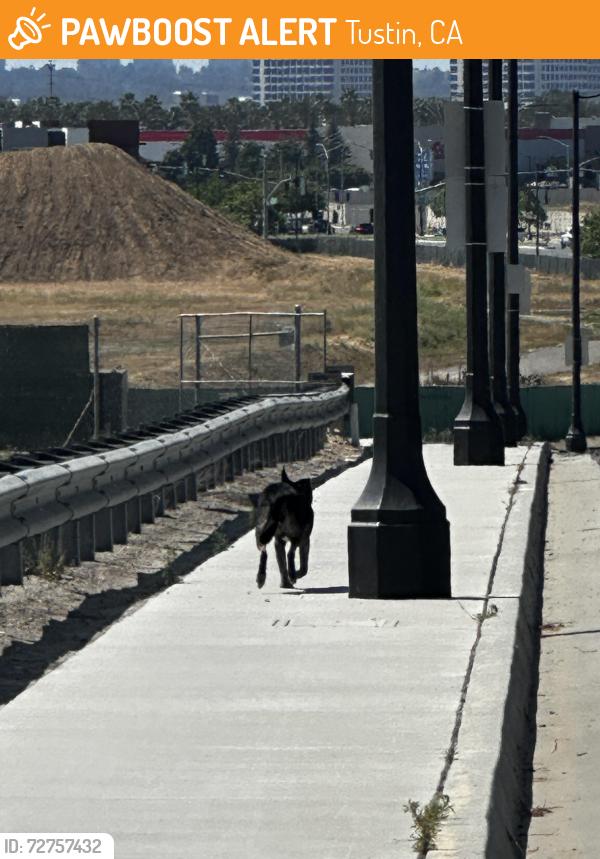 Found/Stray Unknown Dog last seen Tustin Ranch Rd and Valencia, Tustin, CA 92782