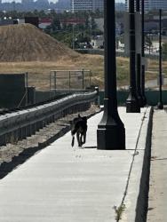 Found/Stray Unknown Dog last seen Tustin Ranch Rd and Valencia, Tustin, CA 92782