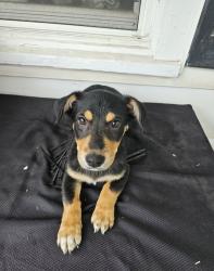 Found/Stray Male Dog last seen W Calhoun St and Wabash, Springfield, MO 65802