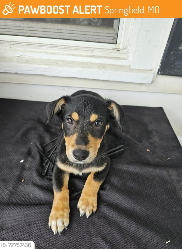 Found/Stray Male Dog last seen W Calhoun St and Wabash, Springfield, MO 65802