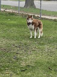 Found/Stray Unknown Dog last seen Universidad popular, Chicago, IL 60629