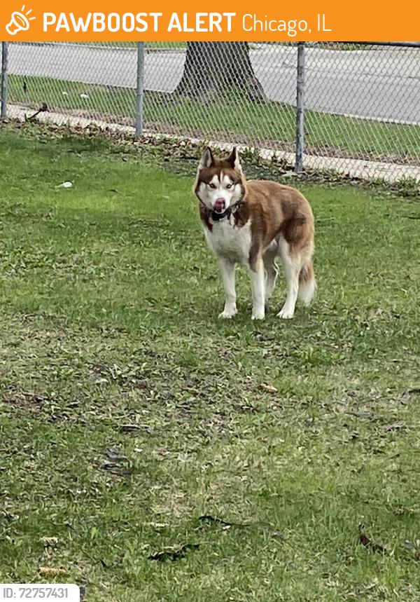 Found/Stray Unknown Dog last seen Universidad popular, Chicago, IL 60629