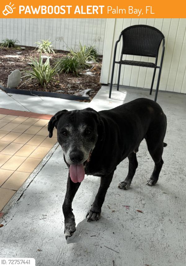 Found/Stray Male Dog last seen Near Krefeld RD NW Palm Bay Florida , Palm Bay, FL 32907