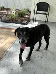 Found/Stray Male Dog last seen Near Krefeld RD NW Palm Bay Florida , Palm Bay, FL 32907