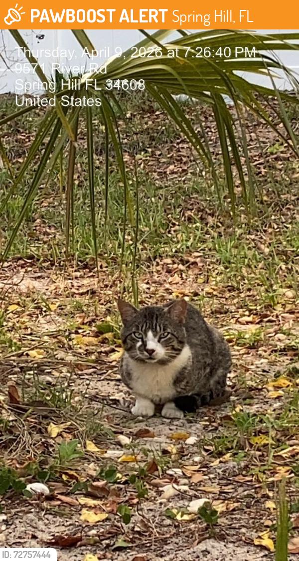 Found/Stray Unknown Cat last seen River rd and Bay dr, Spring Hill, FL 34608