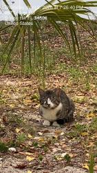 Found/Stray Unknown Cat last seen River rd and Bay dr, Spring Hill, FL 34608