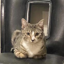 Lost Female Cat last seen 51st and Aberdeen , Chicago, IL 60609