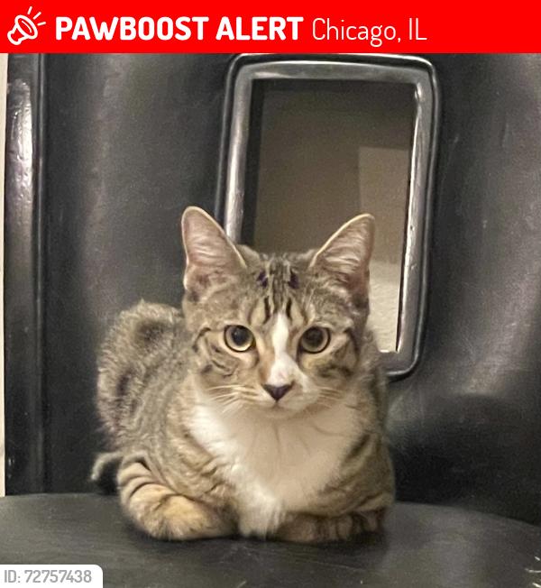 Lost Female Cat last seen 51st and Aberdeen , Chicago, IL 60609