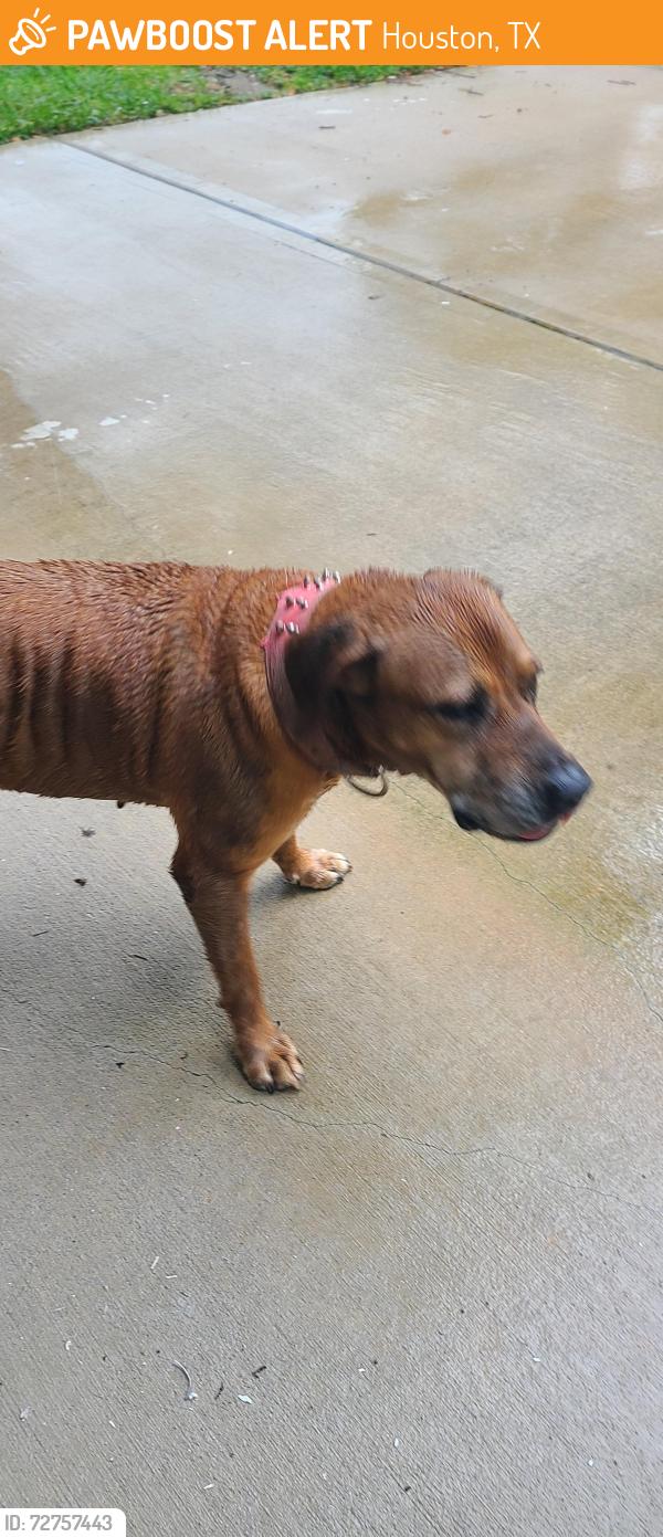 Found/Stray Unknown Dog last seen Sagelink Circle , Houston, TX 77089