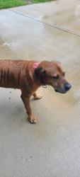 Found/Stray Unknown Dog last seen Sagelink Circle , Houston, TX 77089