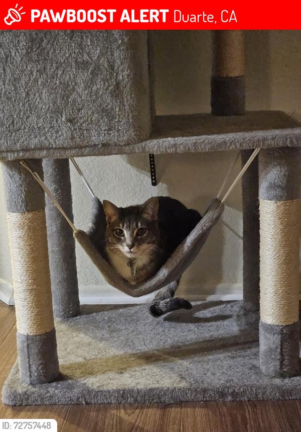 Lost Female Cat last seen Near Hacienda Dr Duarte ca, Duarte, CA 91010