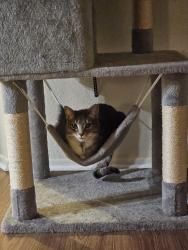 Lost Female Cat last seen Near Hacienda Dr Duarte ca, Duarte, CA 91010