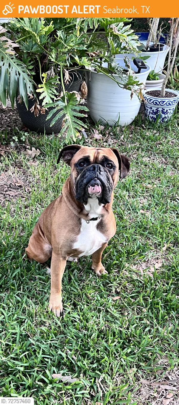 Found/Stray Male Dog last seen NASA Rd. 1, Seabrook, TX 77586