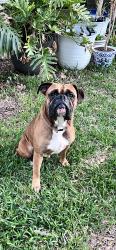 Found/Stray Male Dog last seen NASA Rd. 1, Seabrook, TX 77586