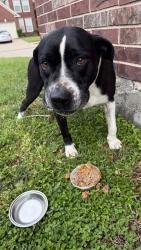 Found/Stray Male Dog last seen SOMERSWORTH DR HOUSTON TX , Houston, TX 77041