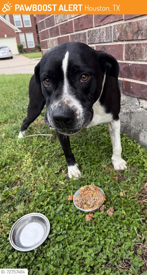 Found/Stray Male Dog last seen SOMERSWORTH DR HOUSTON TX , Houston, TX 77041
