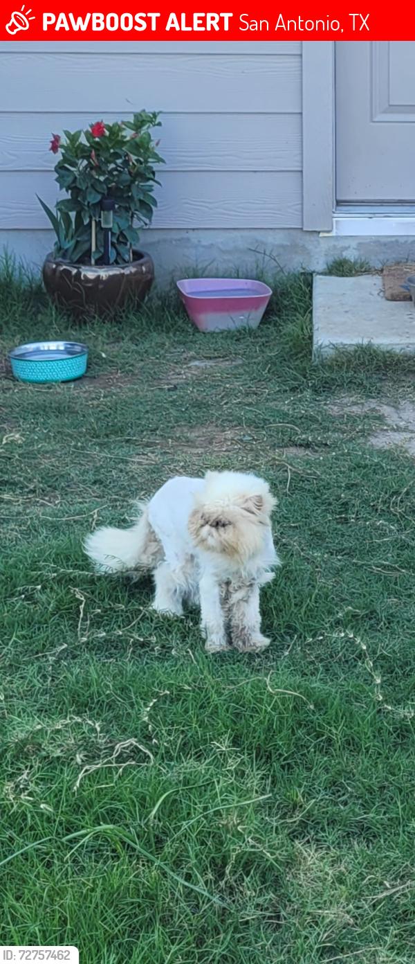 Lost Male Cat last seen Lew Pass , San Antonio, TX 78221