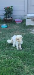 Lost Male Cat last seen Lew Pass , San Antonio, TX 78221