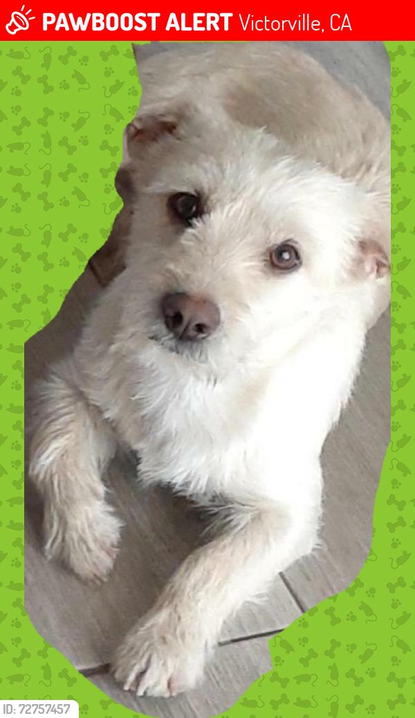 Lost Male Dog last seen Topaz and la mesa, Victorville, CA 92392