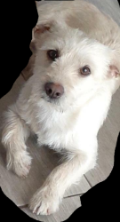 Lost Male Dog last seen Topaz and la mesa, Victorville, CA 92392