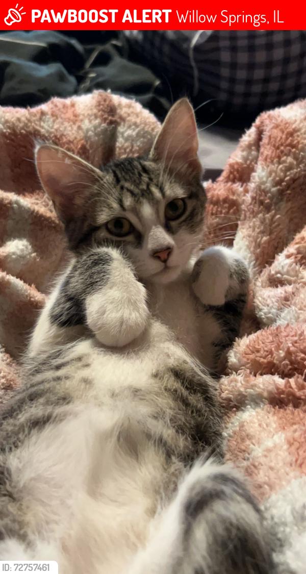Lost Female Cat last seen Archer and Nolton avenue , Willow Springs, IL 60480