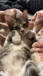 Lost Female Cat last seen Archer and Nolton avenue , Willow Springs, IL 60480