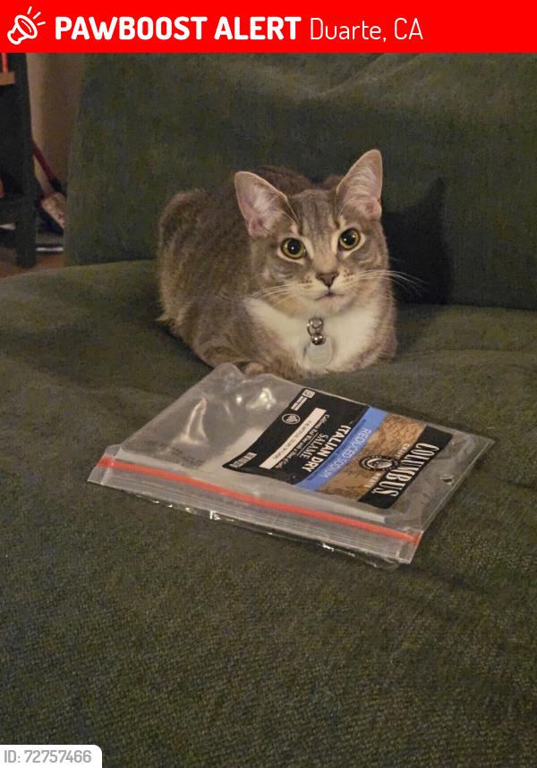 Lost Female Cat last seen Encanto Pkwy and Hacienda, Duarte, CA 91010
