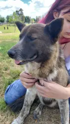 Found/Stray Male Dog last seen Freedom park hanford CA, Hanford, CA 93230