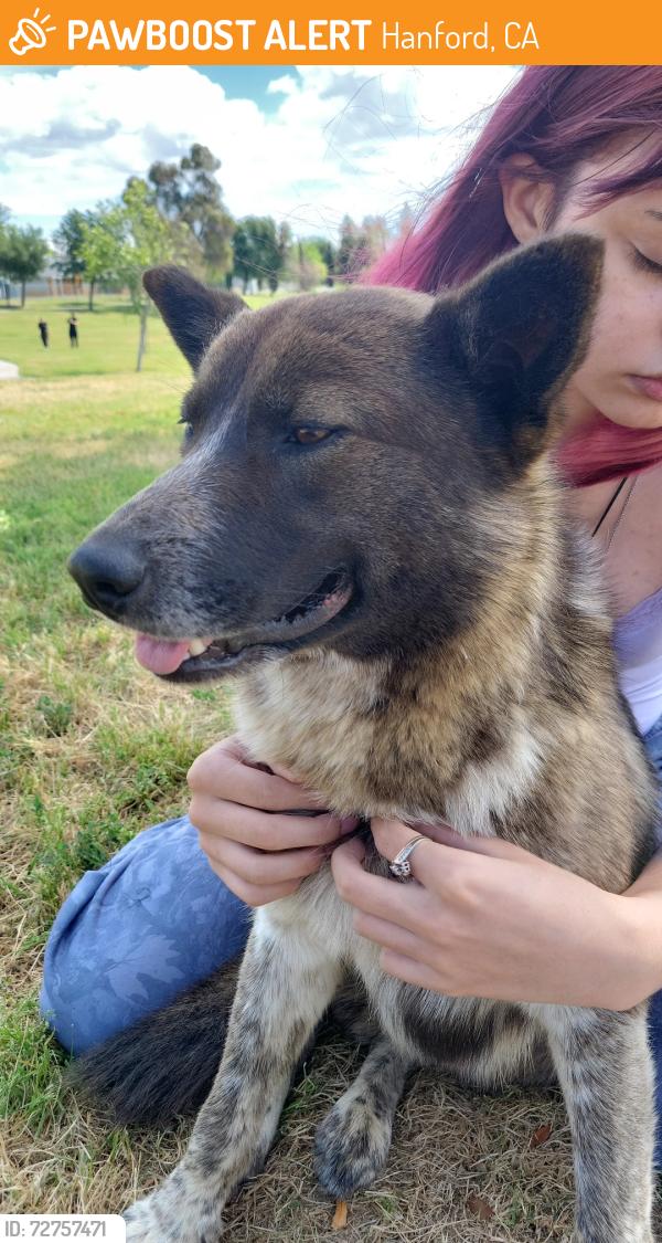 Found/Stray Male Dog last seen Freedom park hanford CA, Hanford, CA 93230