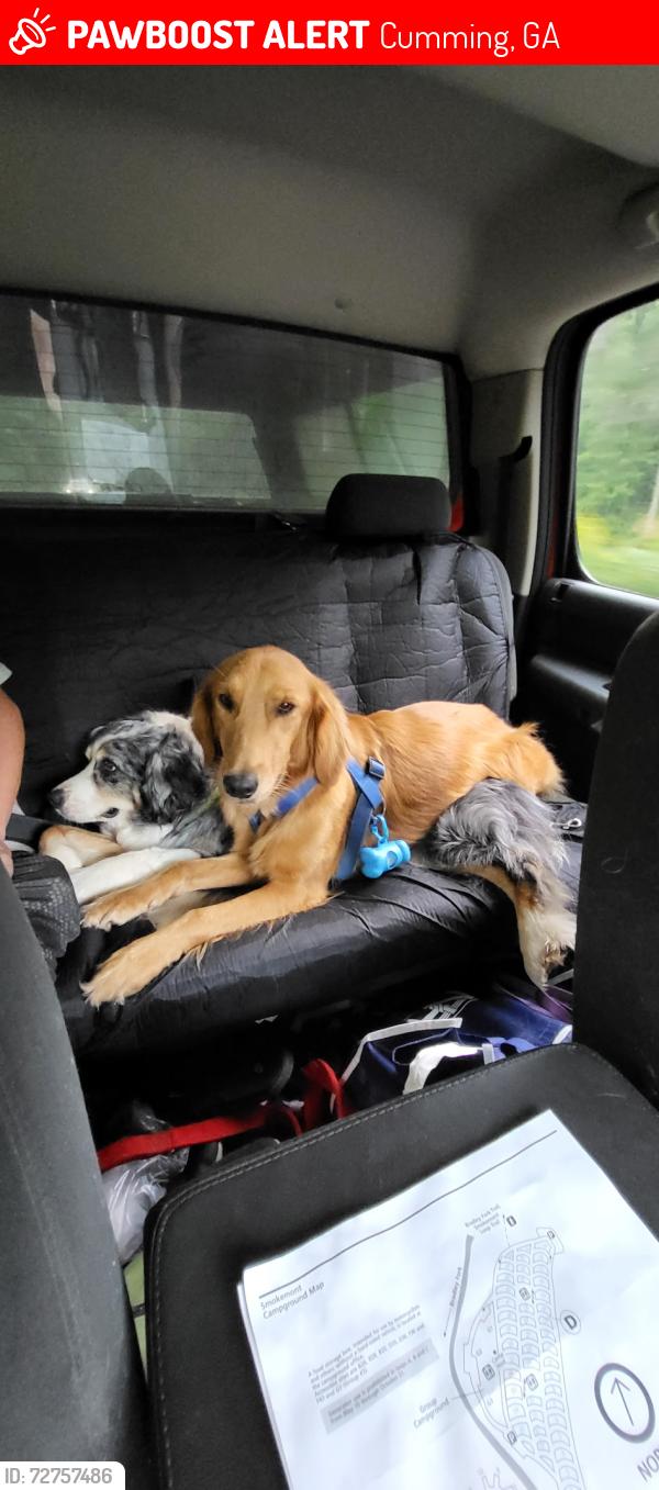 Lost Female Dog last seen Hendrix Rd, Hubert Martin, Matt Hwy, Cumming, GA 30028