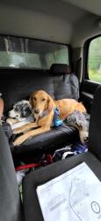 Lost Female Dog last seen Hendrix Rd, Hubert Martin, Matt Hwy, Cumming, GA 30028