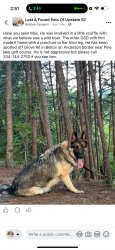 Lost Male Dog last seen Grove rd, Anderson, SC 29621