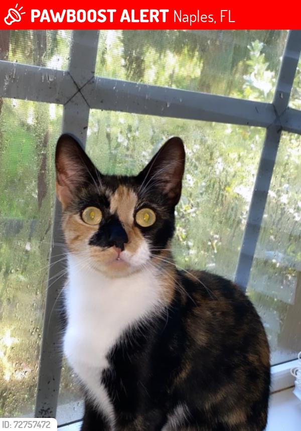 Lost Female Cat last seen Randall , Naples, FL 34120