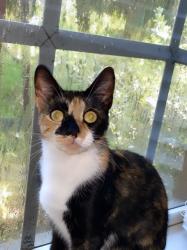 Lost Female Cat last seen Randall , Naples, FL 34120