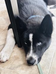 Lost Male Dog last seen 98th freeway, Oakland, CA 94603