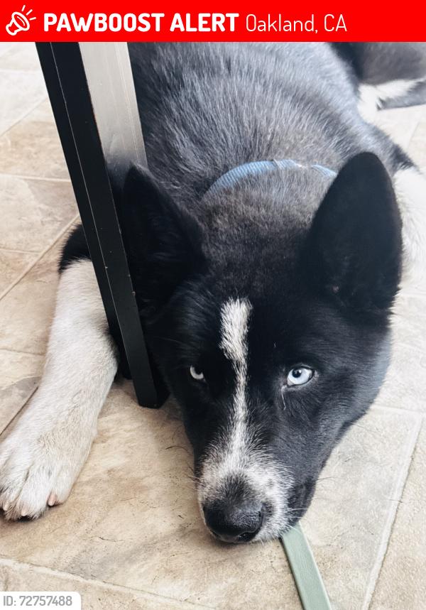 Lost Male Dog last seen 98th freeway, Oakland, CA 94603