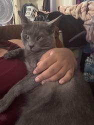Lost Male Cat last seen 410cuesta del mar dr , Oxnard, CA 93033