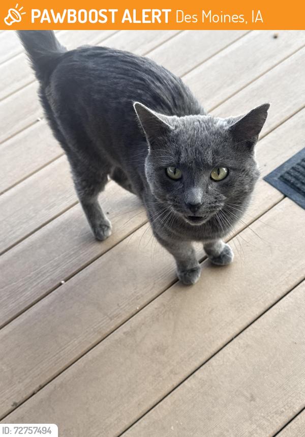 Found/Stray Male Cat last seen Post office, Des Moines, IA 50315