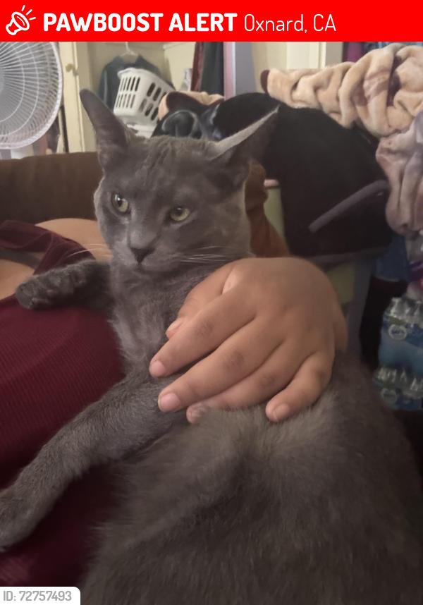 Lost Male Cat last seen 410cuesta del mar dr , Oxnard, CA 93033
