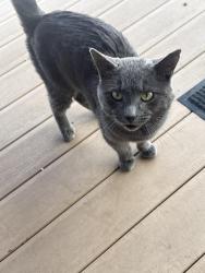 Found/Stray Male Cat last seen Post office, Des Moines, IA 50315