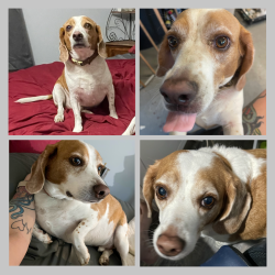 Lost Male Dog last seen Farmwood and Railroad Tracks in the farms, behind Citrus Springs Blueberry Farm, Citrus County, FL 34433