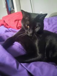 Lost Male Cat last seen Buena vista apmts, building 22, Seminole, FL 33772