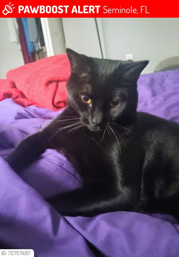 Lost Male Cat last seen Buena vista apmts, building 22, Seminole, FL 33772