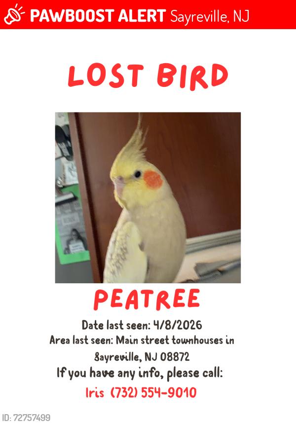 Lost Male Bird last seen Faith Drive/Kimbel Drive Sayreville NJ, Sayreville, NJ 08859