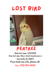 Lost Male Bird last seen Faith Drive/Kimbel Drive Sayreville NJ, Sayreville, NJ 08859
