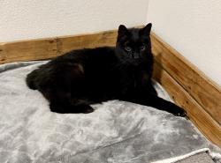 Lost Male Cat last seen FM 543 & Trinity Falls, McKinney, TX 75071
