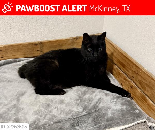 Lost Male Cat last seen FM 543 & Trinity Falls, McKinney, TX 75071