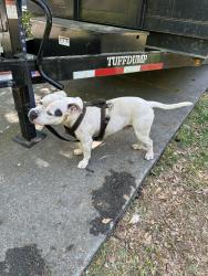 Found/Stray Male Dog last seen Midway Rupert, Decatur, GA 30002