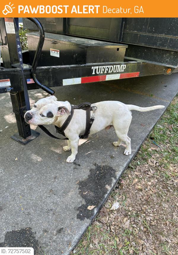 Found/Stray Male Dog last seen Midway Rupert, Decatur, GA 30002